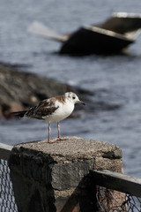 Western Sandpiper wild bird close up