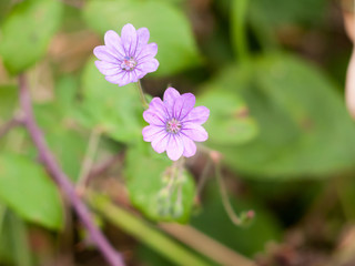 two small growing purple flower heads on the floor close up