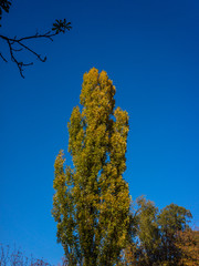 tree covered with golden-green foliage against the blue sky