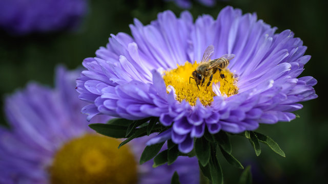 a bee collects honey on a violet flower