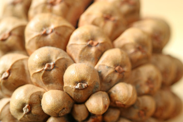 Closed up the bottom's unique texture of dry pine cone, with selective focus 