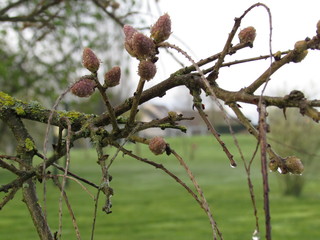 arbre en automne