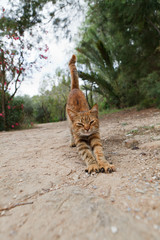 Stretching tunisian cat