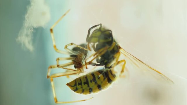 The spider caught a cobweb in the web. Sits on a cobweb near the victim