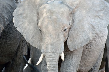 Elephant in Chobe National Park, Botswana