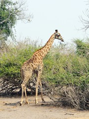 Naklejka na ściany i meble Giraff in Chobe National Park, Botswana