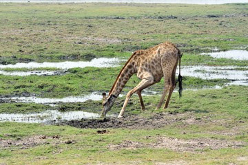 Naklejka na ściany i meble Drinking Giraff in Chobe National Park, Botswana
