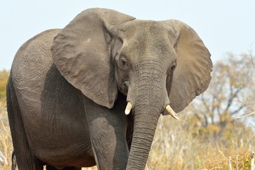 Fototapeta na wymiar Elephant in Chobe National Park, Botswana