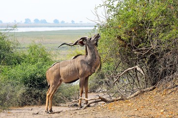 Greater Kudu in Chobe National Park, Botswana