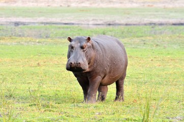 Hippo in Chobe National Park, Botswana