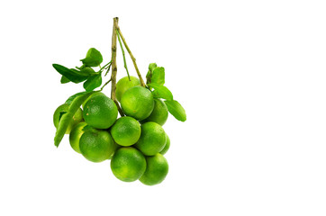 Lime bunch isolated on white background.clipping path.