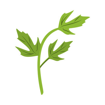 leaves with stem icon image vector illustration design