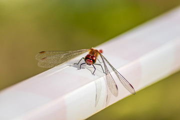 ragonfly sitting on tape
