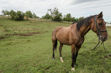 brown beauty horse in field