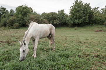 Naklejka na ściany i meble white horse in green field outdoors
