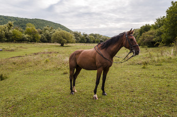 fit winner brown horse on field in morning