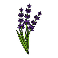 Fototapeta na wymiar lavender flowers icon image vector illustration design 
