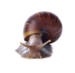 onion isolated on white background