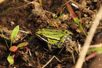 Teichfrosch 1