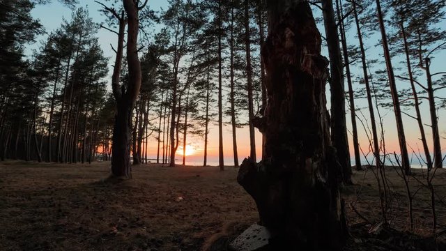Sunset in a pine forest timelapse video