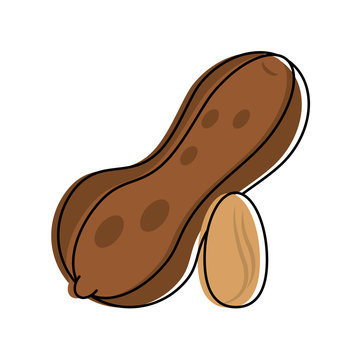 peanut in shell and without nut icon image vector illustration design 