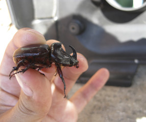 A rhinoceros beetle in a human hand. A large beetle with a horn