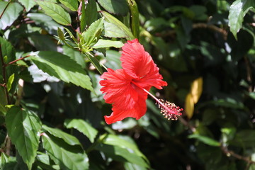 Rote Hibiskus Blüte im Dschungel auf Kuba © Jürgen Reitz