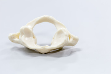 The vertebral column, also known as the backbone or spine, is part of the axial skeleton. 