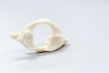 The vertebral column, also known as the backbone or spine, is part of the axial skeleton. 