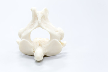 The vertebral column, also known as the backbone or spine, is part of the axial skeleton. 