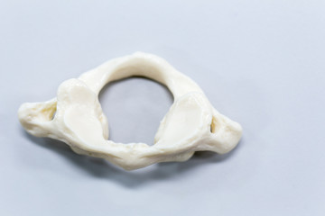 The vertebral column, also known as the backbone or spine, is part of the axial skeleton. 