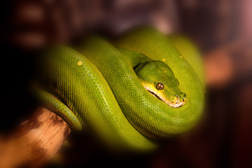 Green tree python or Morelia viridis on branch