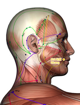 Acupuncture Point ST4 Dicang, 3D Illustration