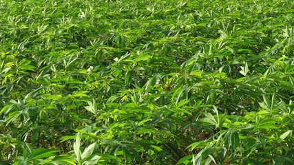 Cassava plantation / Processing Plant