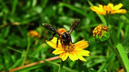 Bees and yellow flowers