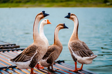 swan lake wildlife national park nature