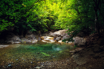 Amazing forest landscape.