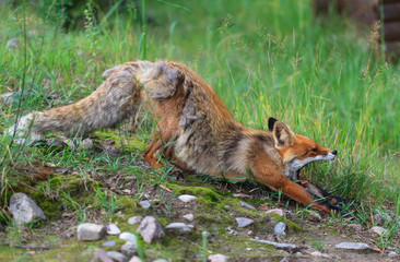 Red fox with open jaw 