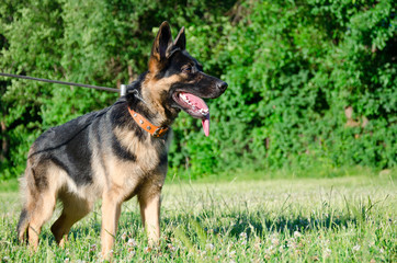 German shepherd walking outdoors (against the bright green background)