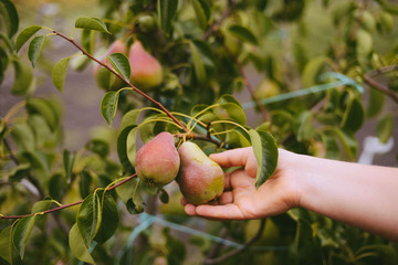 Ripe organic cultivar pears in the summer garden