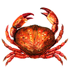 Red crab, fresh seafood or shellfish food, isolated, top view, watercolor illustration on white
