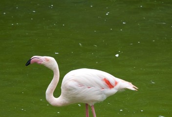 Flamingo (3rd)