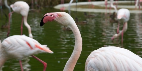 Flamingo (8th)