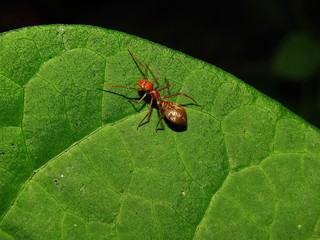 A single red ant on a leaf