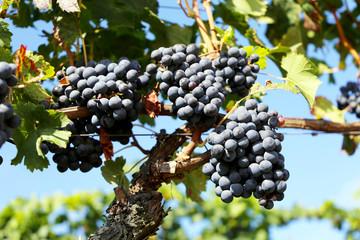 Blaue Weintrauben an Rebstock (Blue grapes on vine)