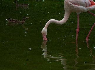 Flamingo (10th)