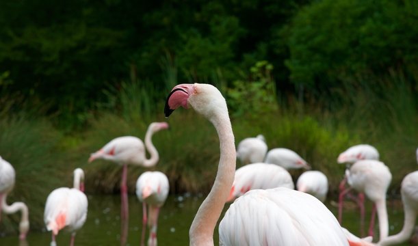 Flamingo (9th)