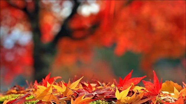 Blurred colorful background with autumn leaves in the foreground.