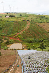Workers watering strawberry trees in farmland on highland farms with wind turbines
