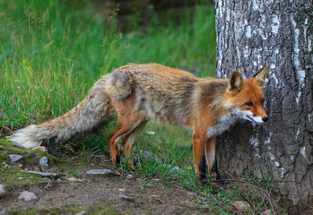 Naklejka na ściany i meble Red fox 